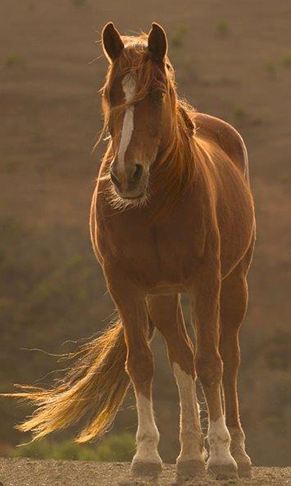Blowing In The Wind